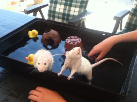 Stumper & tanga gezellig bad met de bad eentjes, zomer 2012